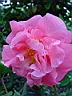 camellia sheffield supreme.JPG